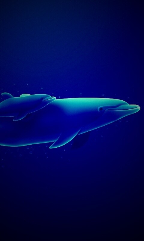 Дельфин и дельфиненок обои