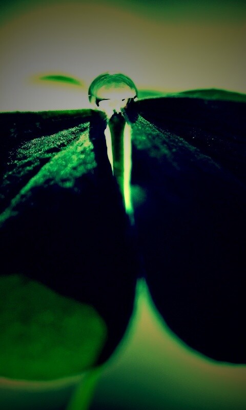 Зеленые листики и капелька воды обои