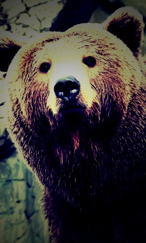 Бурый мишка обои