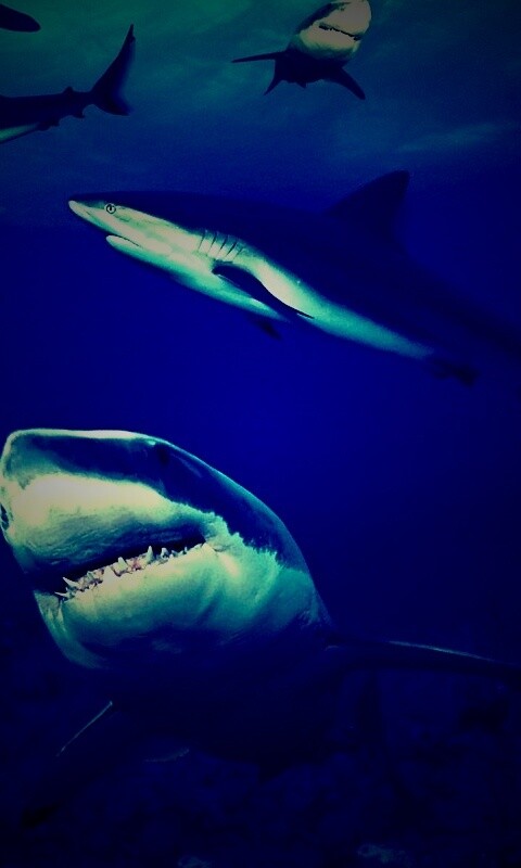 Стая акул обои