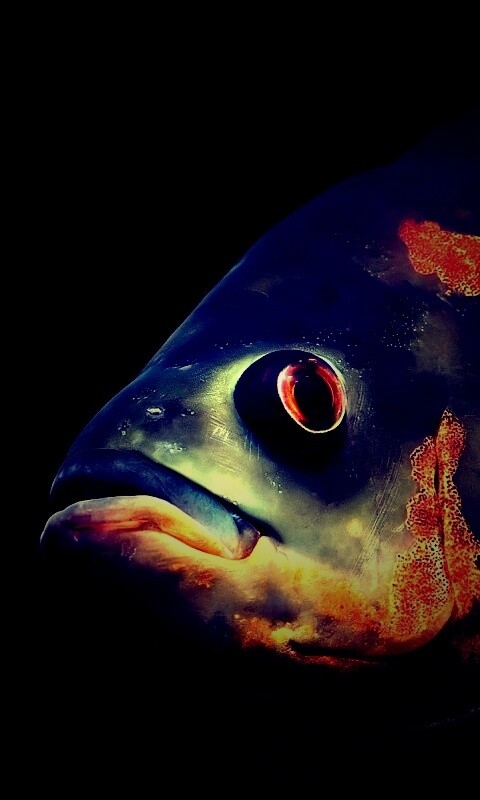 Глубоководный окунь обои