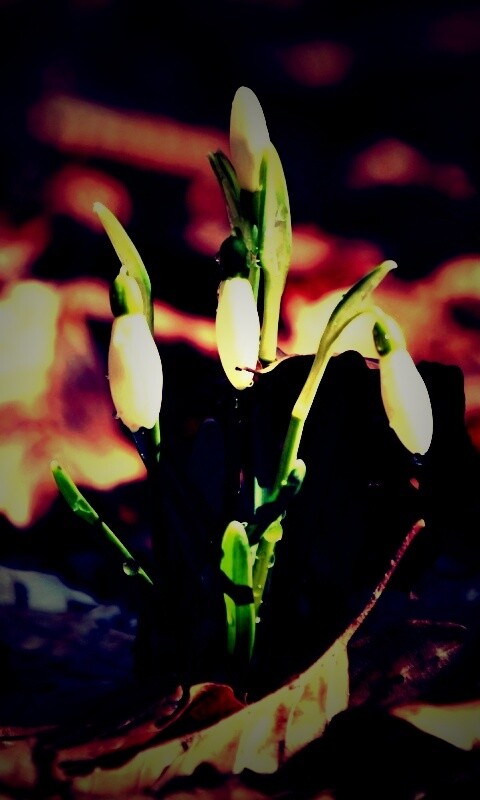 Первые весенние цветы обои