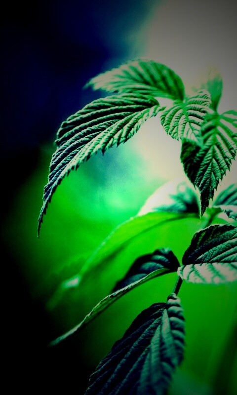 Листья малины обои