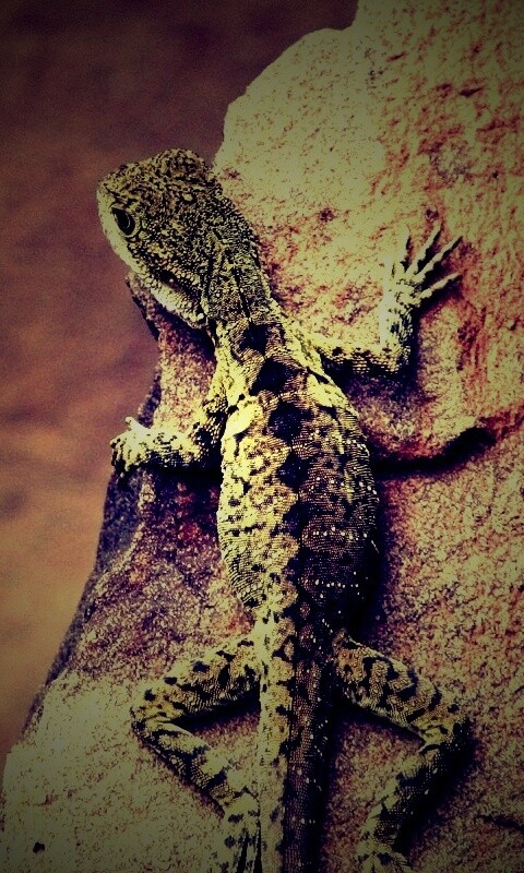 Ящерица на камне обои