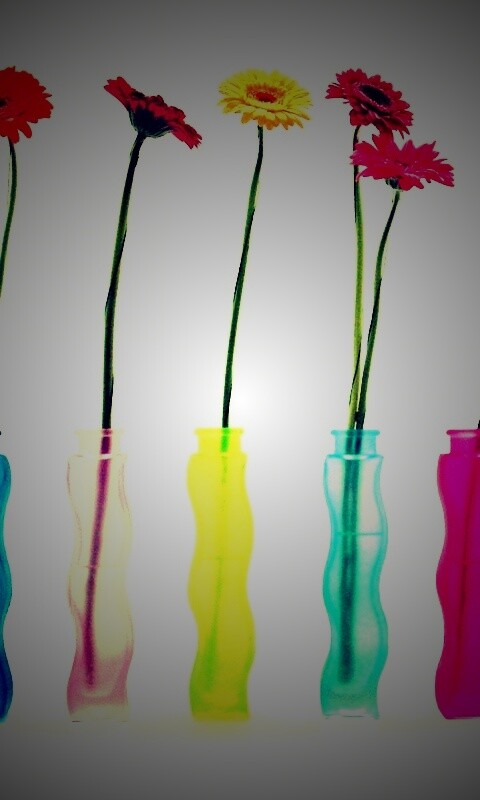 Герберы в изогнутых вазах обои