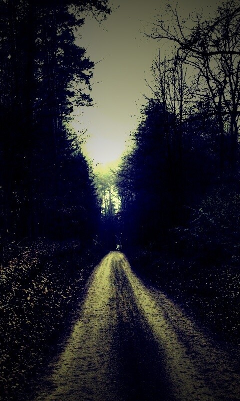 Дорога через лес обои