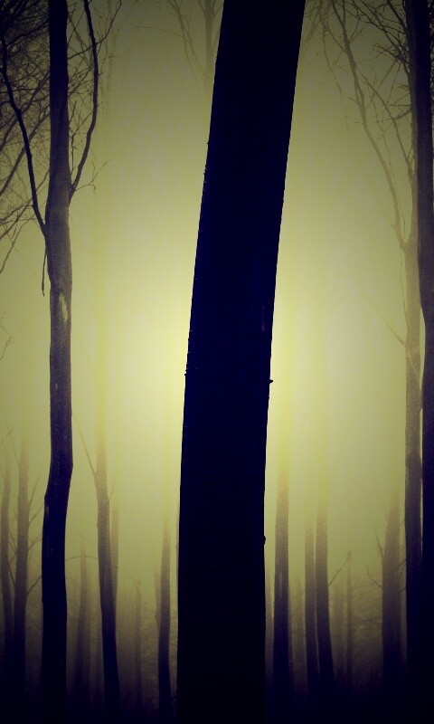 Туман в лесу обои