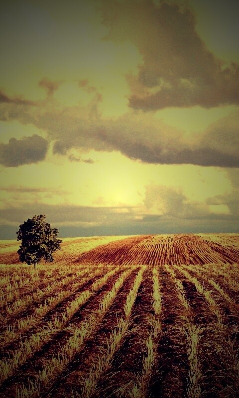 Дерево в поле обои
