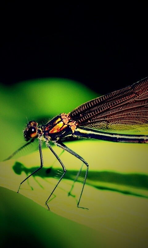 Стрекоза на листе обои