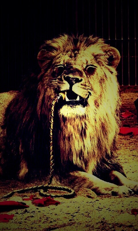 Лев обои
