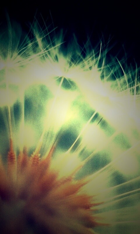 Макро фото одуванчика обои