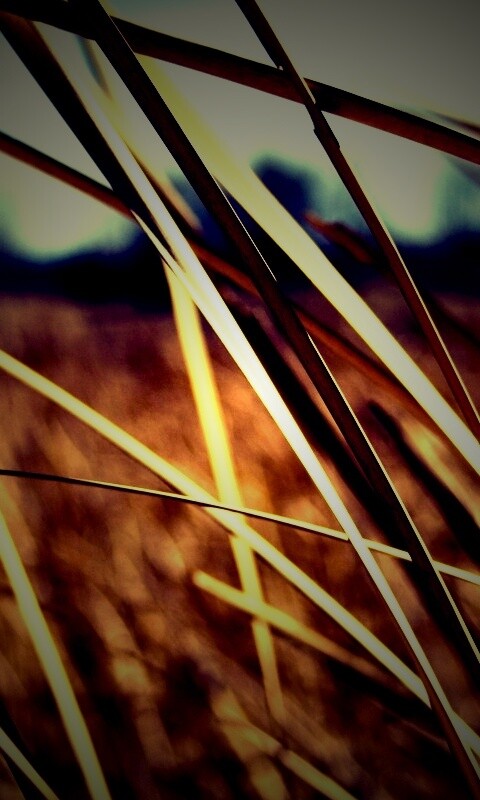 Желтая трава обои