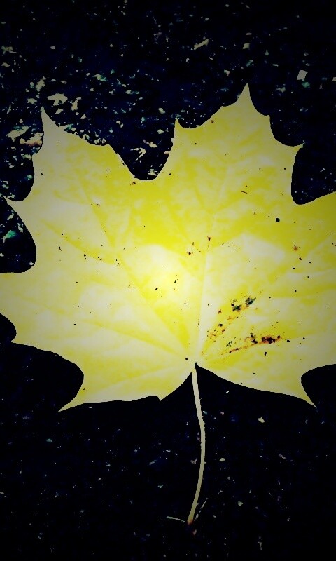 Желтый лист обои