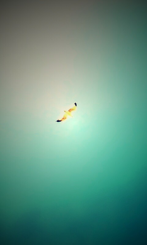 Полет  обои