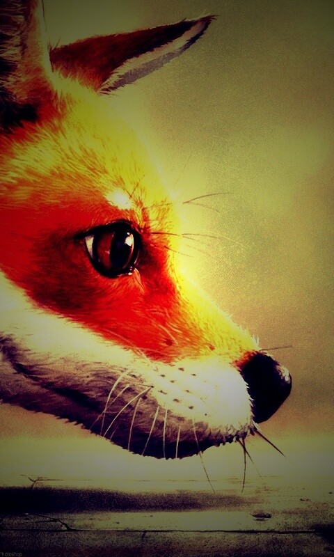 Лиса и жук обои