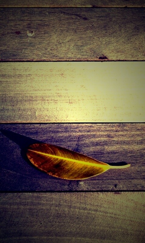 Лист на деревянном полу обои