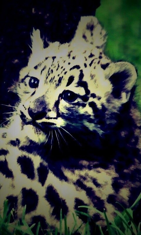 Котенок большой дикой кошки обои