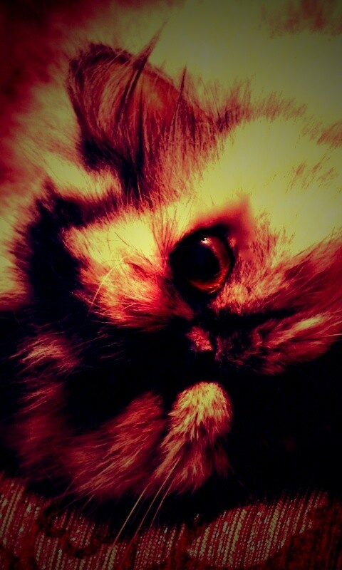 Ленивый перс обои