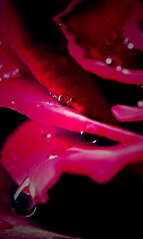 Капли на лепестках розы обои