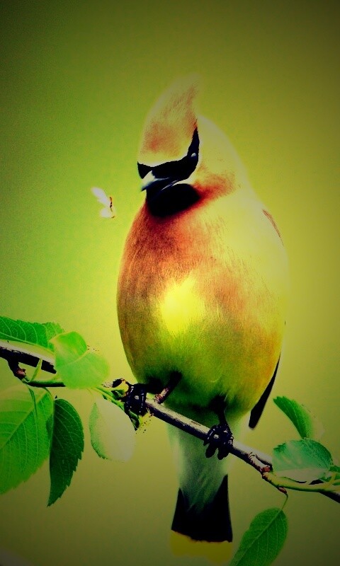 Оранжевая птичка обои