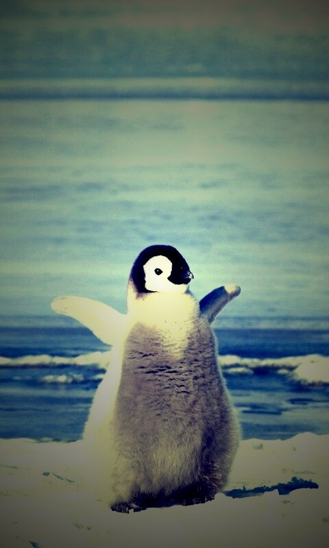 Радостный пингвинёнок обои