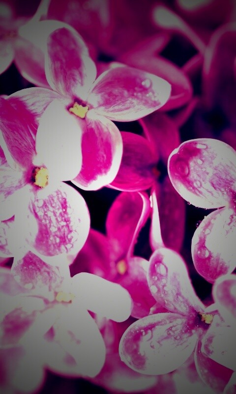 Цветы сирени обои