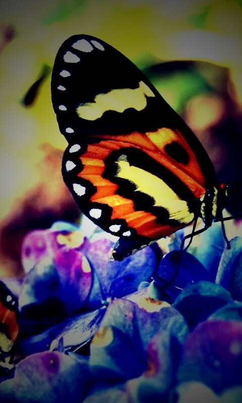 Две бабочки обои