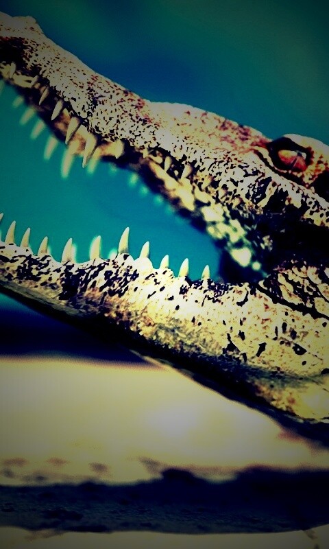 Крокодил разинул пасть обои