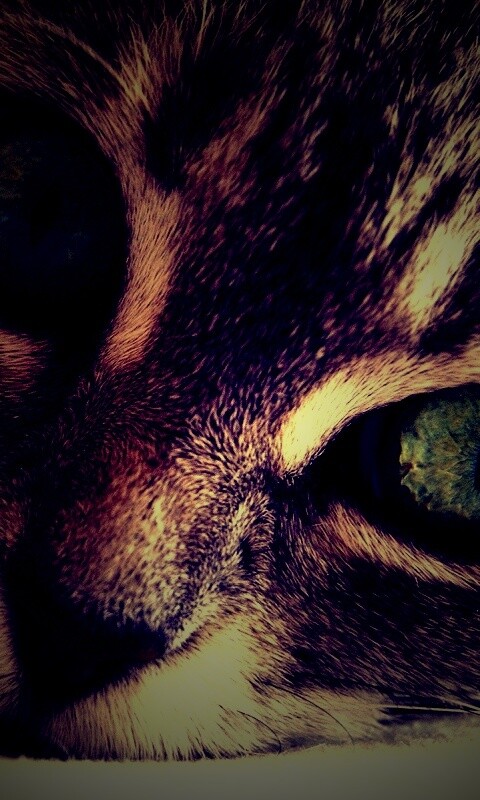 Взгляд обои