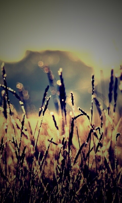 Поле пшеницы обои