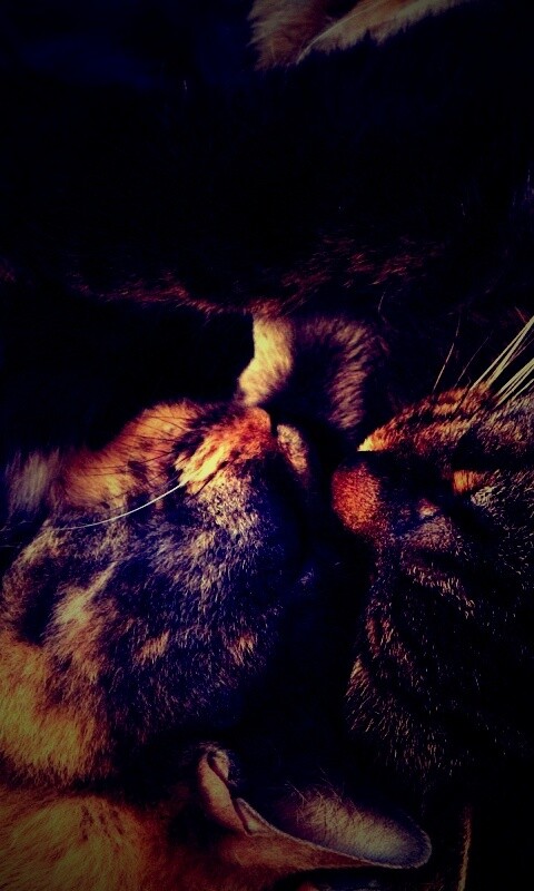 Сладкая парочка обои