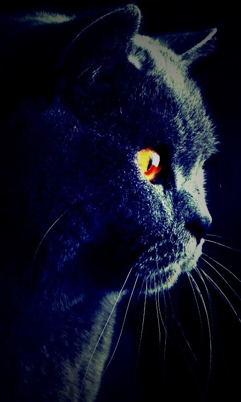 Плюшик  обои