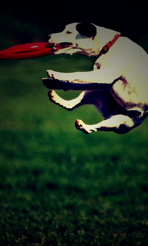 Ловкач обои