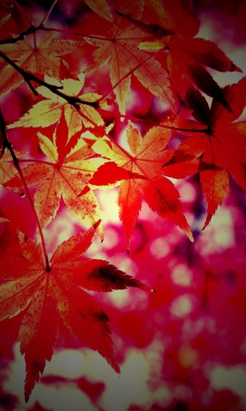 Осенние листья обои