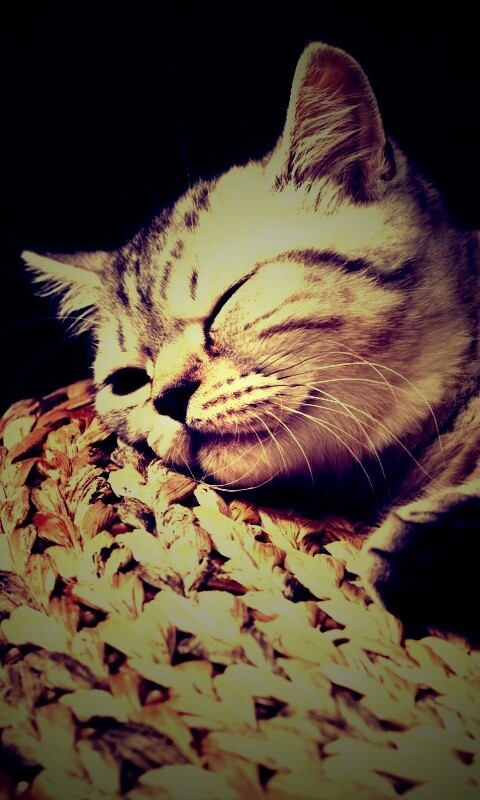 Пушистый кот спит на корзине обои