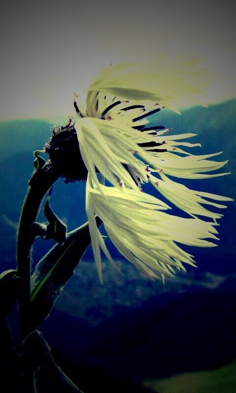 Горный цветок обои