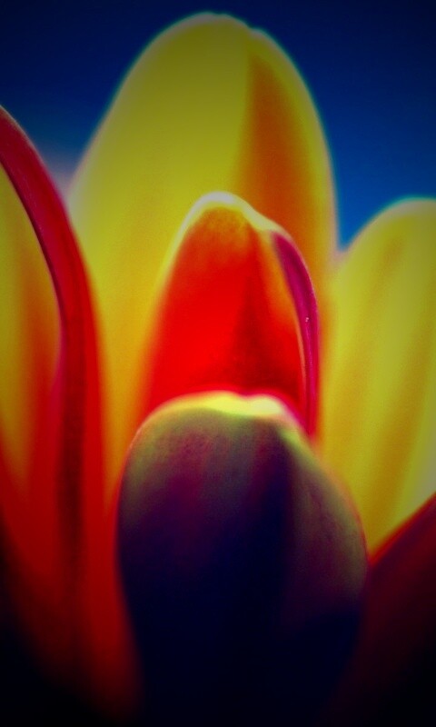 Лепестки хризантемы обои