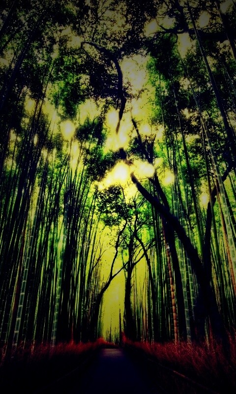 Дорога в тростниковых зарослях обои