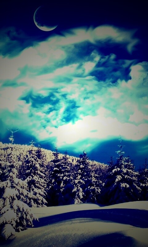 Зимний еловый лес обои