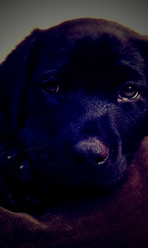 Сонный щенок немецкого поинтера обои