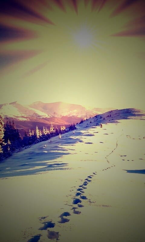 Холодные лучи зимнего солнца обои