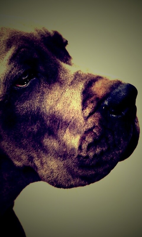 Грустная собака обои