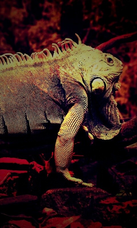 Большая игуана обои