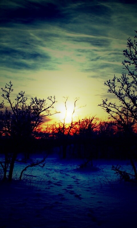 Закат в зимнем лесу обои