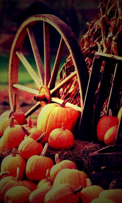 Урожай обои