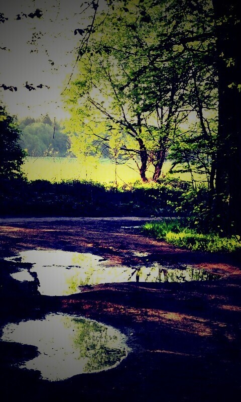 Лесная дорога обои