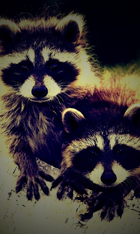 Полосатики обои