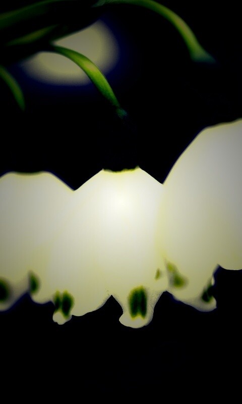 Белые ландыши обои