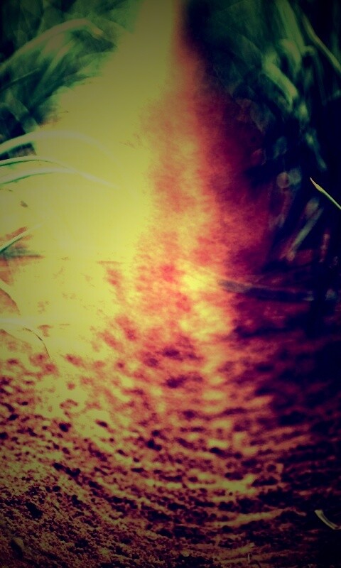 Тропинка в траве обои