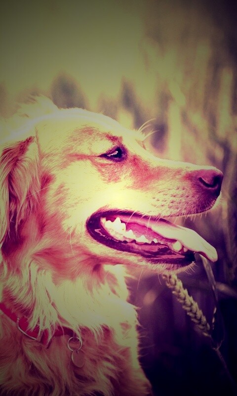 Собаки обои